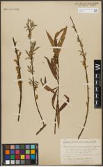 Foto von Salix triandra L. x Salix viminalis L.